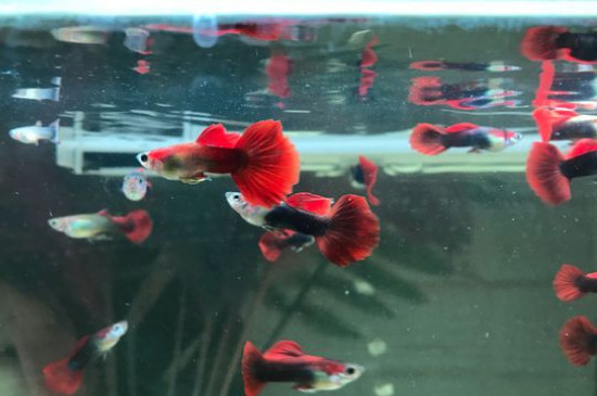 孔雀魚怎么分公母
