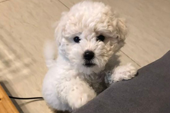 比熊幼犬睡眠時間