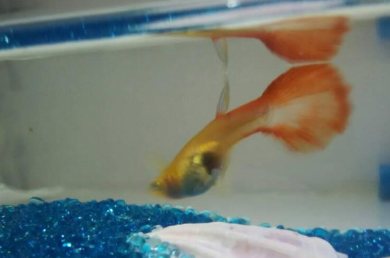 什么魚吃蛋白蟲