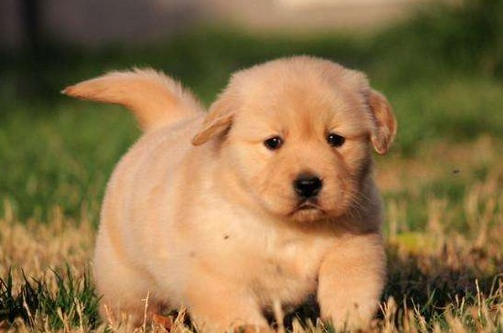 金毛幼犬怎么訓(xùn)練，指定口令保持耐心并要獎(jiǎng)罰分明