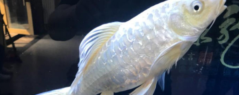 龍鳳錦鯉能長多大