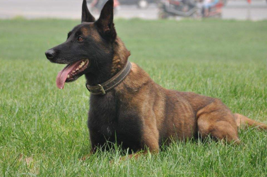 一窩馬犬怎么挑狗王