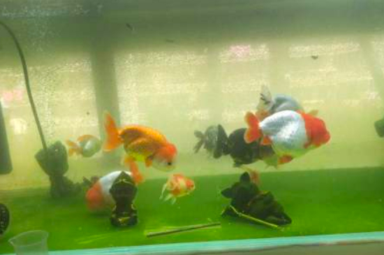 金魚(yú)體溫恒定嗎