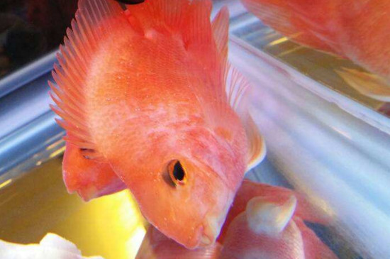鸚鵡魚身上有白絮