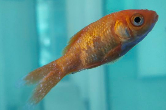 金魚身上有白點(diǎn)怎么治