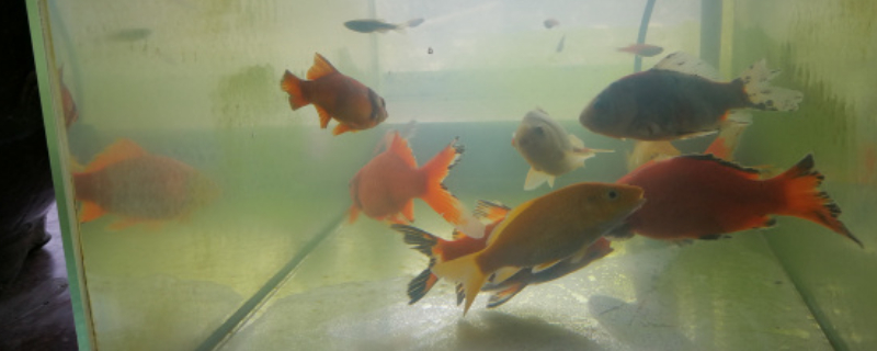金魚一個月不喂食會死嗎