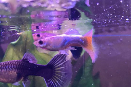 孔雀魚(yú)生病放鹽可以嗎