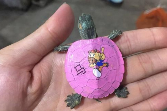 巴西龜彩繪怎么弄掉