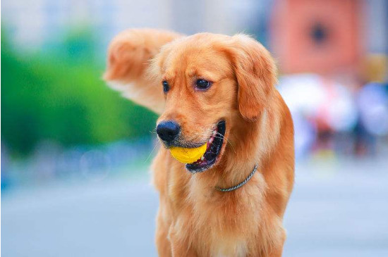 金毛犬性格有什么特點(diǎn)，太興奮活潑什么時(shí)候穩(wěn)定下來(lái)