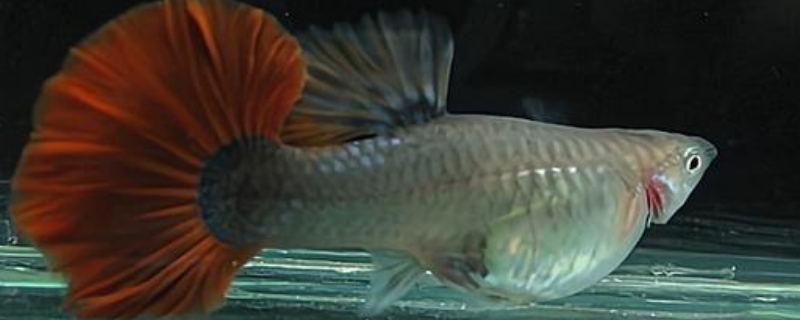 孔雀魚趴缸底是為什么