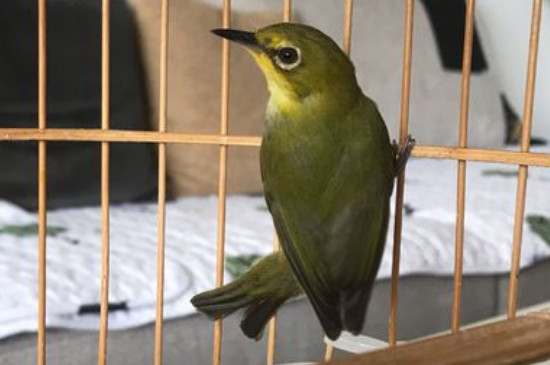 繡眼鳥怎么分公母，快速分辨繡眼公母的方法