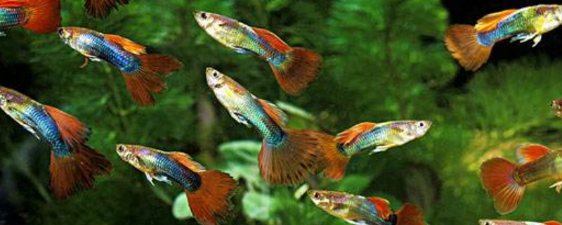 孔雀魚能吃蝦米嗎