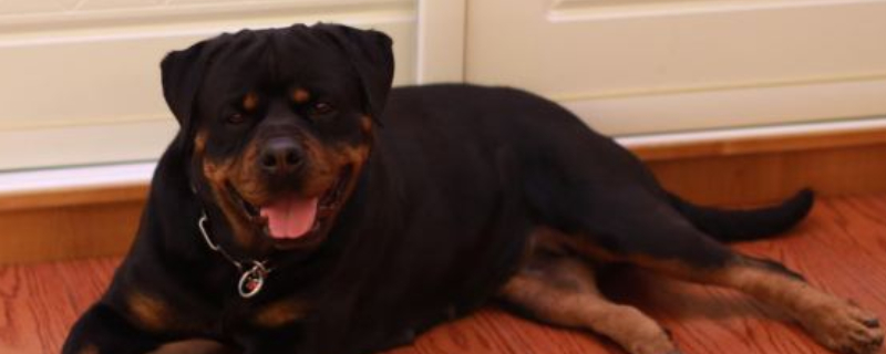 羅威納犬一生認幾個主人