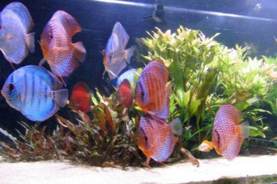 神仙魚可以和蝦混養(yǎng)么