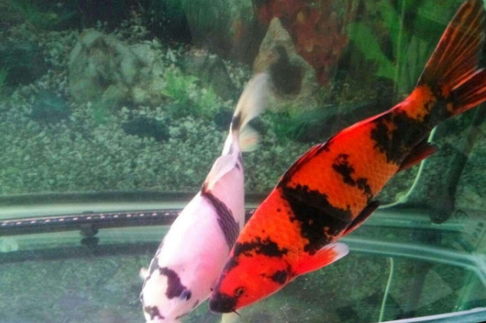 錦鯉造浪泵的害處