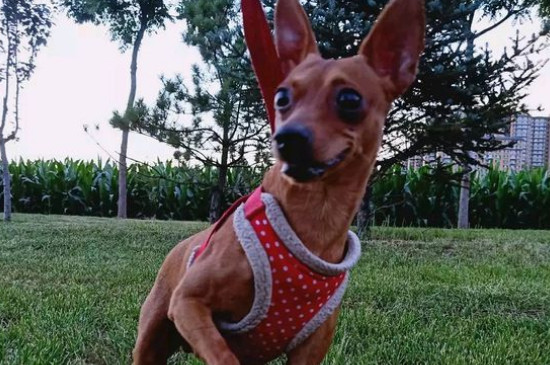小鹿犬的缺點(diǎn)