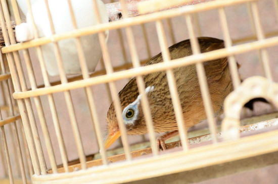 畫眉鳥怎么飼養(yǎng)