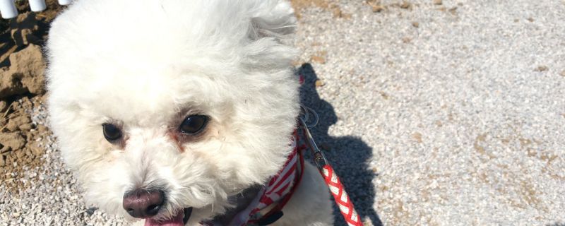 比熊犬怎么訓(xùn)練大小便