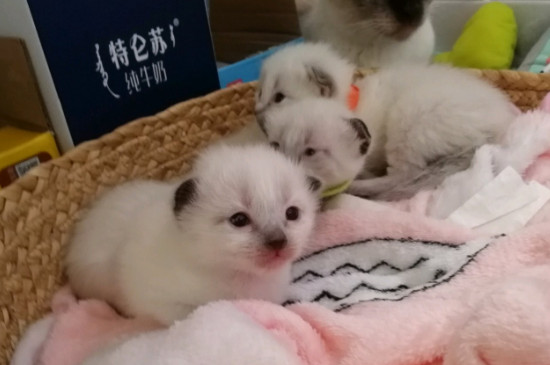 暹羅貓怎么養(yǎng)才聽話，讓暹羅貓聽話小妙招