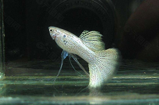 孔雀魚浮在水面沒精神