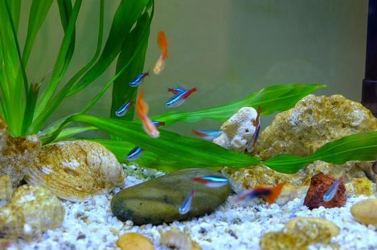 魚缸水質(zhì)發(fā)黃怎么處理方法