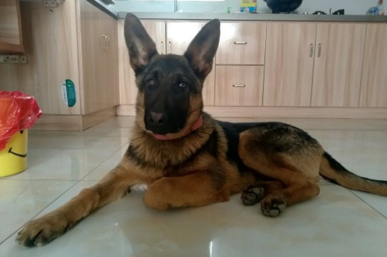 一窩東德牧羊犬怎么挑選