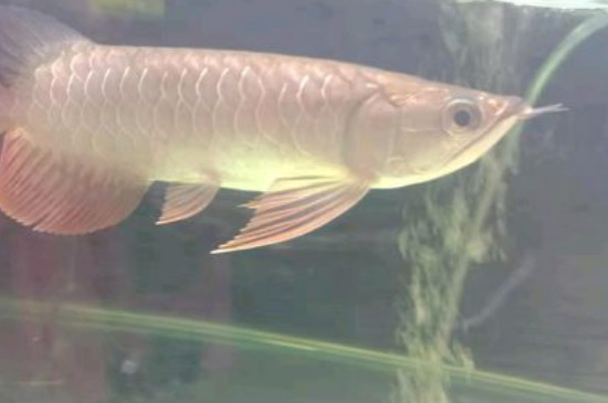 金龍魚怎么養(yǎng)