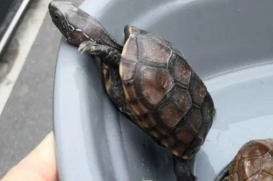 草龜喂食的正確方法
