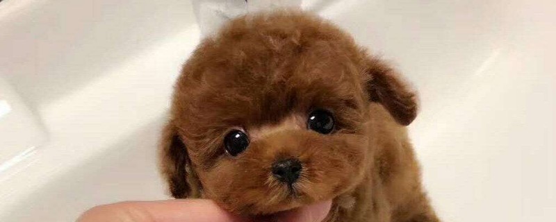 茶杯貴賓犬多少錢一只，迷你狗貴賓大概的價(jià)格