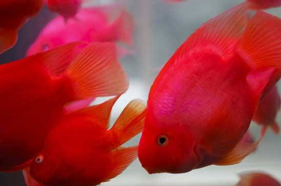 鸚鵡魚胸鰭爛了怎么辦