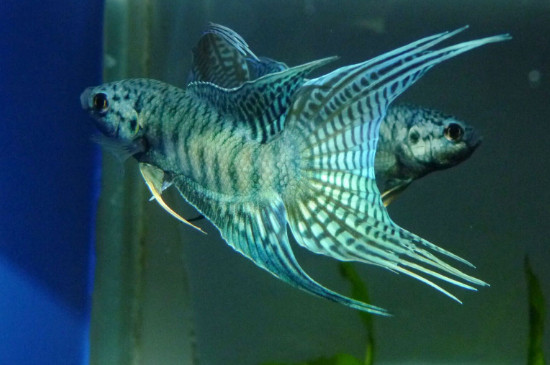 斗魚怎么養(yǎng)殖方法