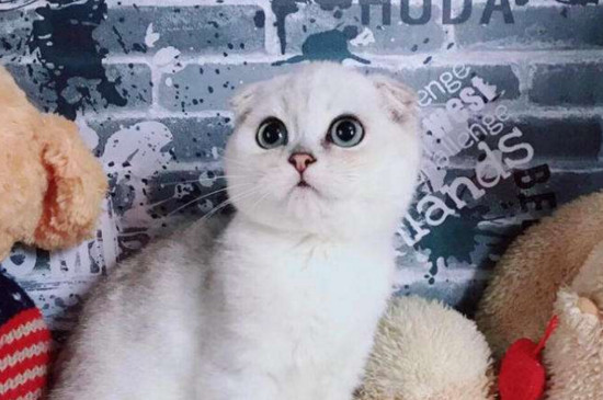 英短折耳貓多久發(fā)病