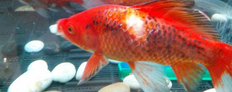 金魚為什么脫魚鱗