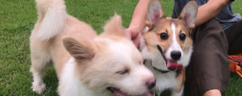 柯基犬貂色值錢嗎