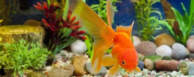 不打氧的魚幾天一換水