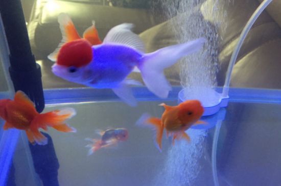 為什么金魚(yú)養(yǎng)不活