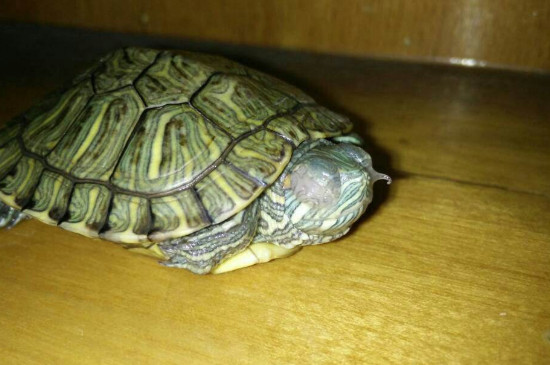 巴西龜一直閉著眼睛不進食