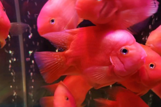 鸚鵡魚死前征兆