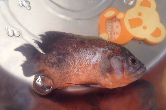 地圖魚怎么分公母，地圖魚雌雄區(qū)分方法