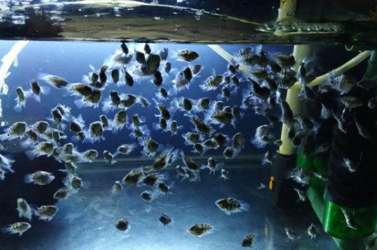 迷你鸚鵡魚苗飼養(yǎng)方法