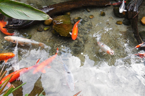 魚(yú)側(cè)身躺能救活嗎