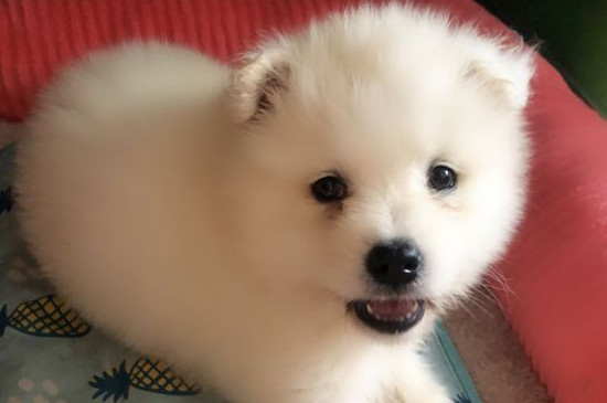 薩摩耶為什么學狼叫