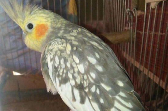 玄鳳鸚鵡哪個(gè)品種不禿頭