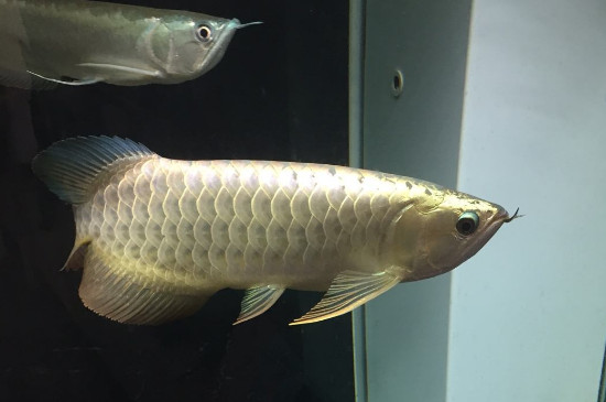 龍魚(yú)跳缸是什么原因