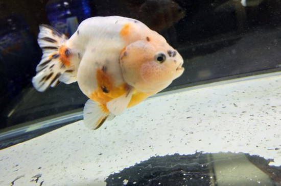 蘭壽金魚吃什么長的快