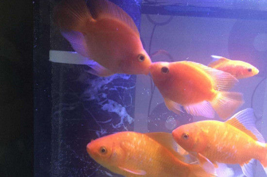 怎樣能讓鸚鵡魚不打架，防止鸚鵡魚打架的辦法