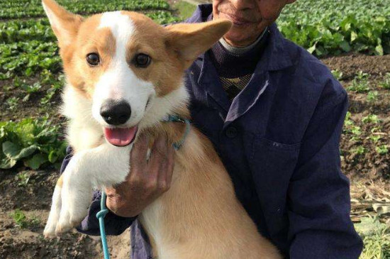 柯基犬會護主人嗎