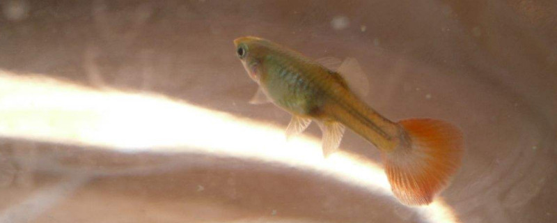 鳳尾魚下崽時注意什么