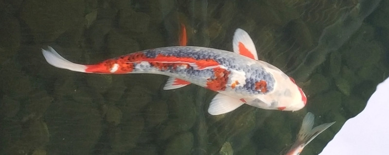 觀賞魚錦鯉能吃嗎