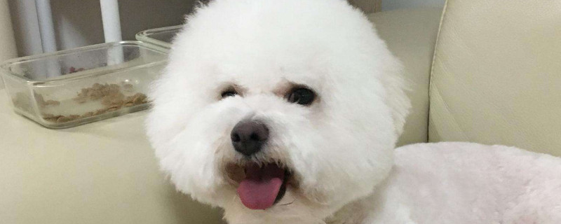 比熊生氣怎么哄